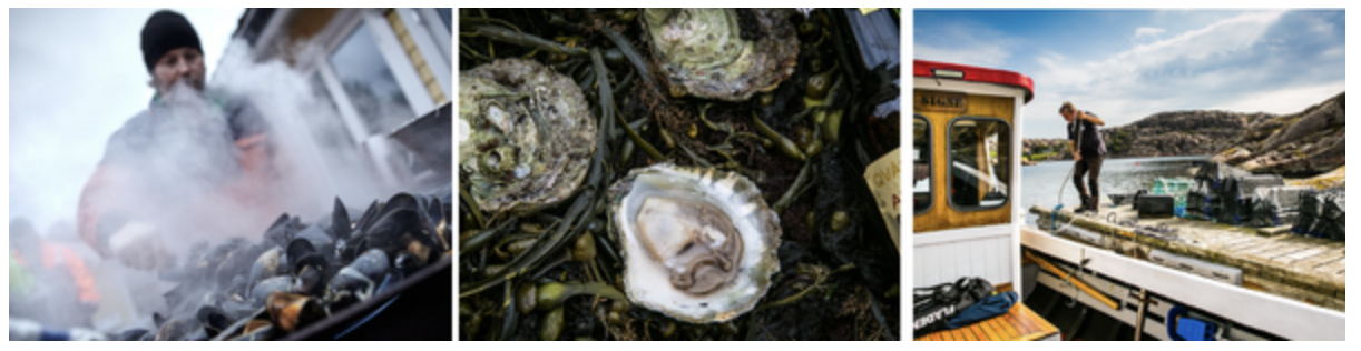 v.l.n.r. Verse mosselen in Musselbaren (c) Jonas Ingman | Osters (c) Madeleine Landley | Vissen op Blue Food (c) Madeleine Landley