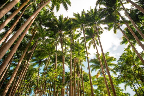 Surinam Forest – Naniki Trail