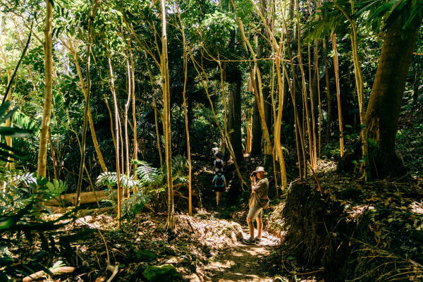 Coco Hill Forest