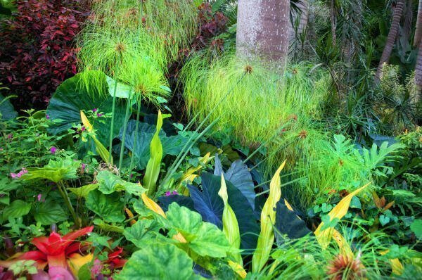 Flower Forest