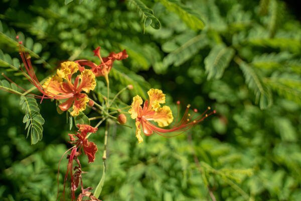 Andromeda Botanic Gardens