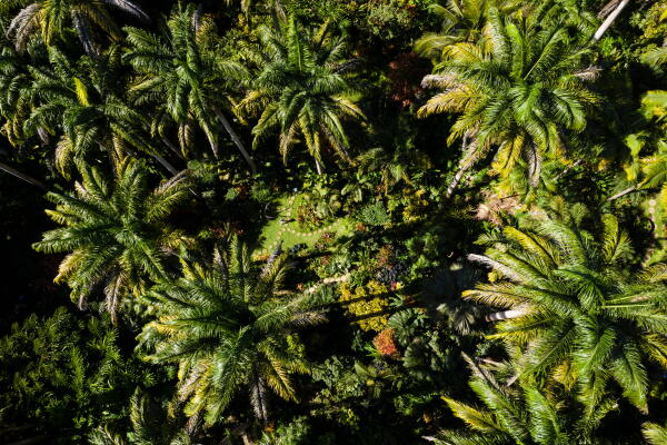 Hunte’s Gardens