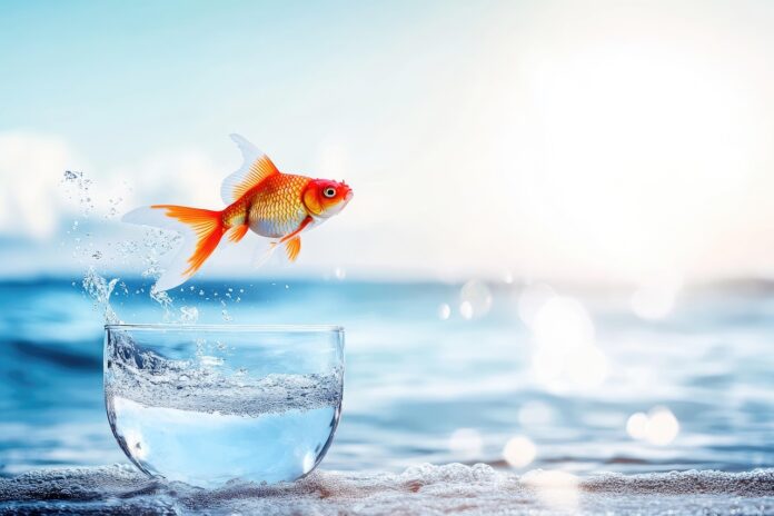 Operatie goldfish: spionnen leren zwemmen in Nederlandse wateren