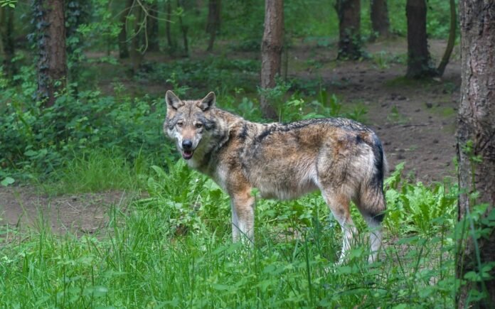 De wolf in Nederland: leefgebied en gedrag van de wolf