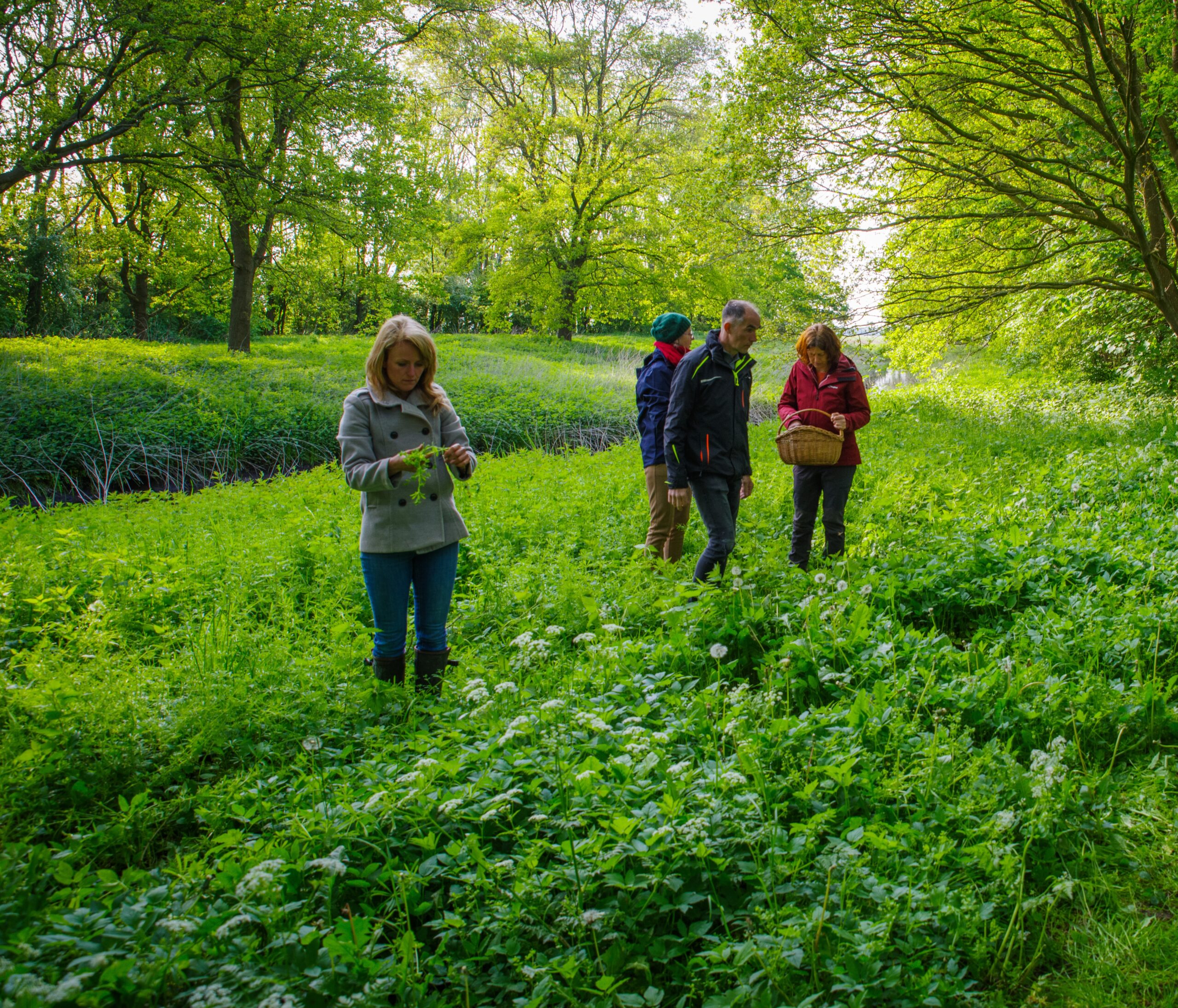 Duik in de wereld van eetbare wilde planten