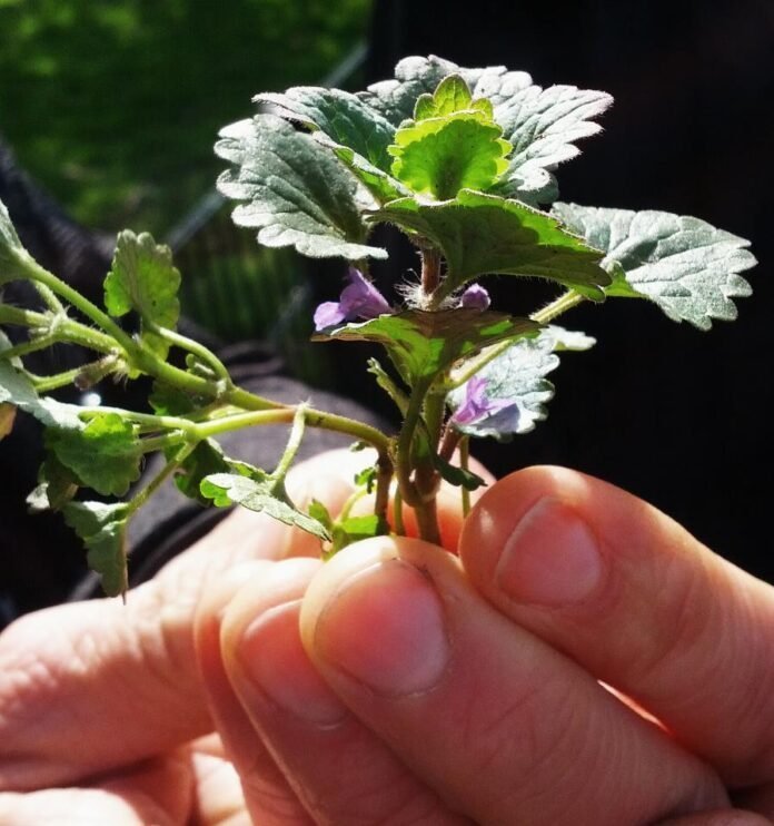 Eetbare wilde planten ontdekken in Den Nul
