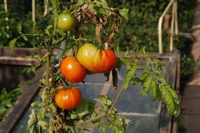 De man en zijn volkstuin: meer dan een hobby