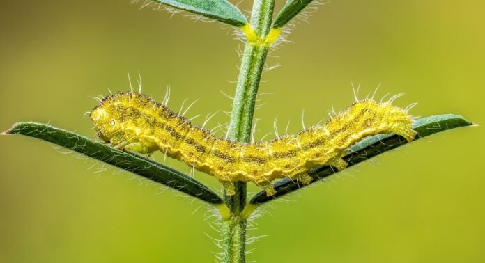 De worm in je tequila is eigenlijk een rups