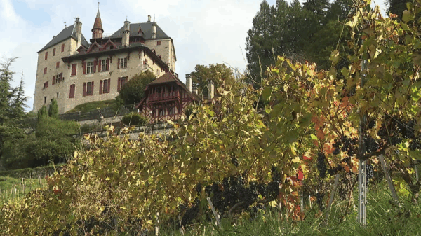 Wijntradities vol passie