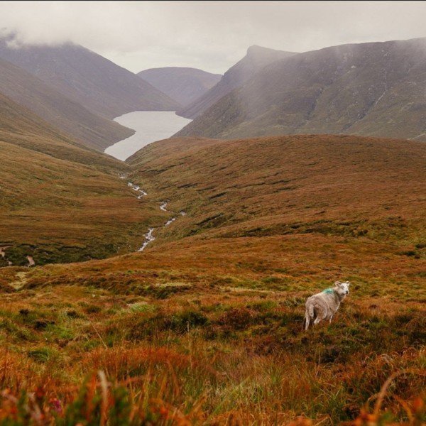 Noord-Ierland Couchflucht