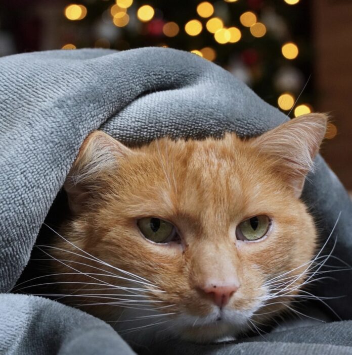 Huisdieren en vuurwerk gaan niet samen