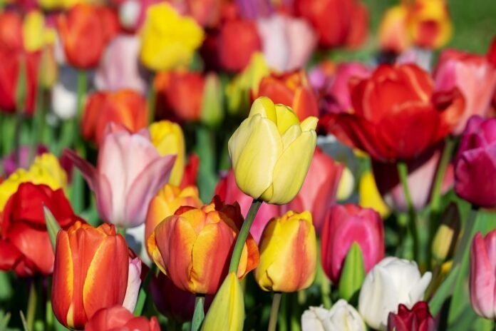 Nationale tulpendag 2026: start van een kleurrijk tulpenseizoen