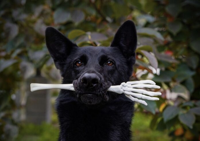 Ministerie LVVN start landelijk meldpunt tegen hondenbeten