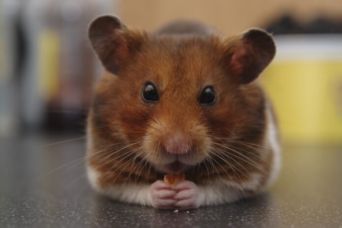Hamstergedrag: wanneer de hamster in de mens ontwaakt