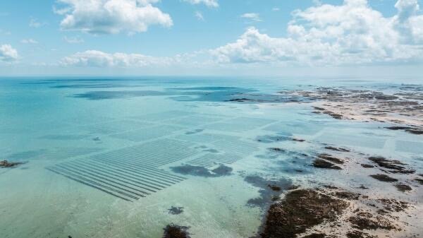 Oyster beds Royal Bay of Grouville, Visit Jersey