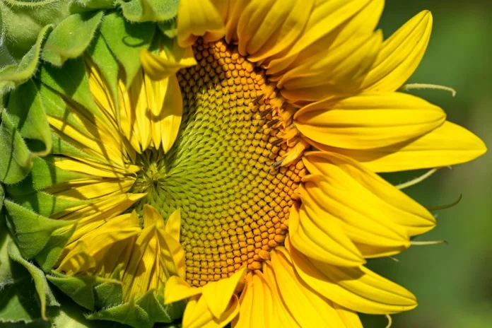 De zomer is begonnen en het astronomische seizoen