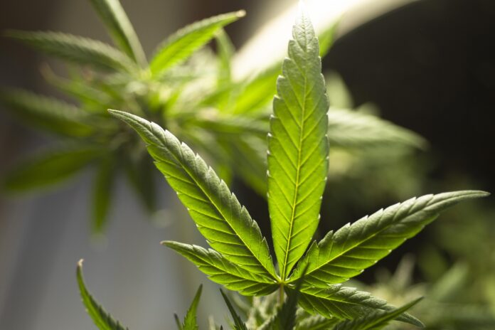 Cannabis: feiten, gebruik en verrassende inzichten