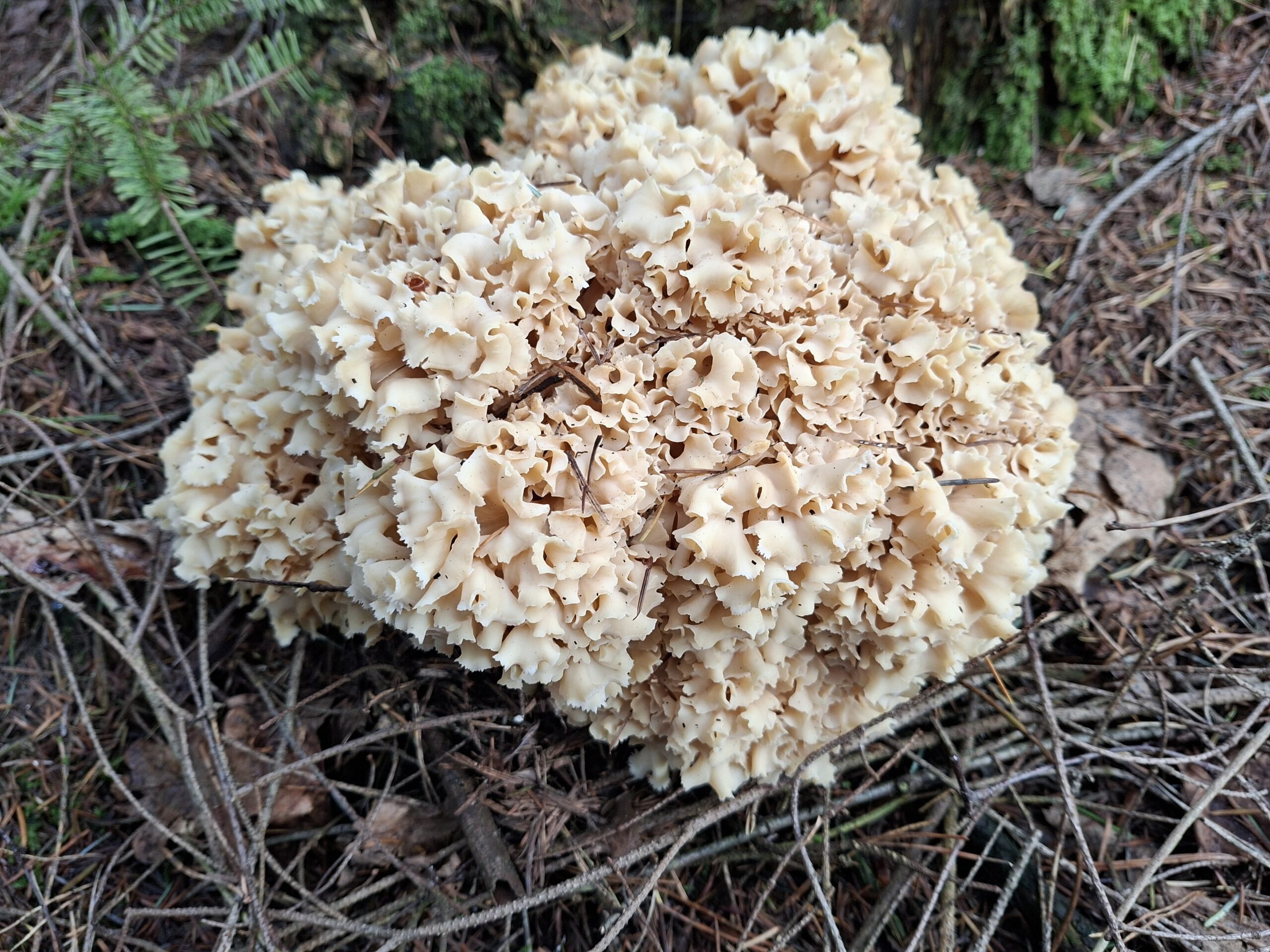 eekhoorntjesbrood, kastanjeboleet, gele ringboleet, koeienboleet, smakelijke melkzwam en reuzenzwam