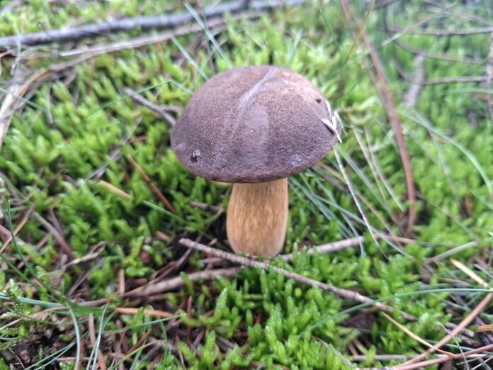 Stap in de wereld van eetbare paddenstoelen